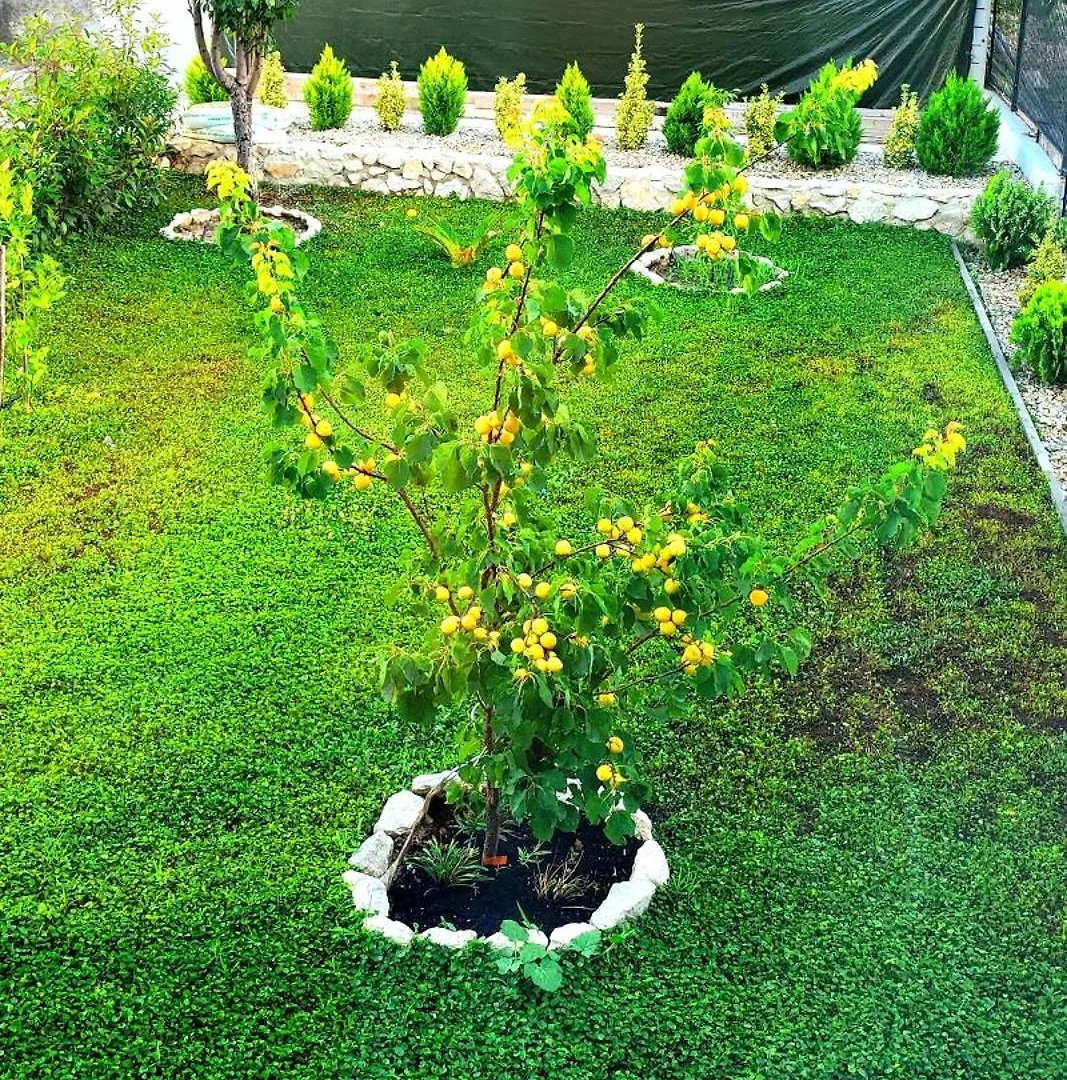 La Harmony Jacuzzi Apartments With Garden Сплит